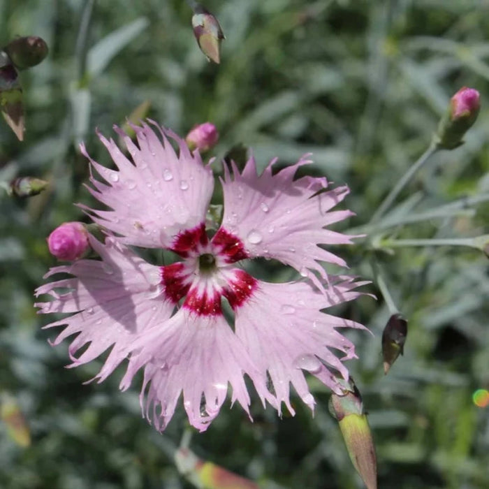 Cottage Pinks Dianthus Flower Seeds - Heirloom Seeds, Chinese Pinks, Fragrant, Pollinator Garden, Edible Flower, Open Pollinated, Non-GMO