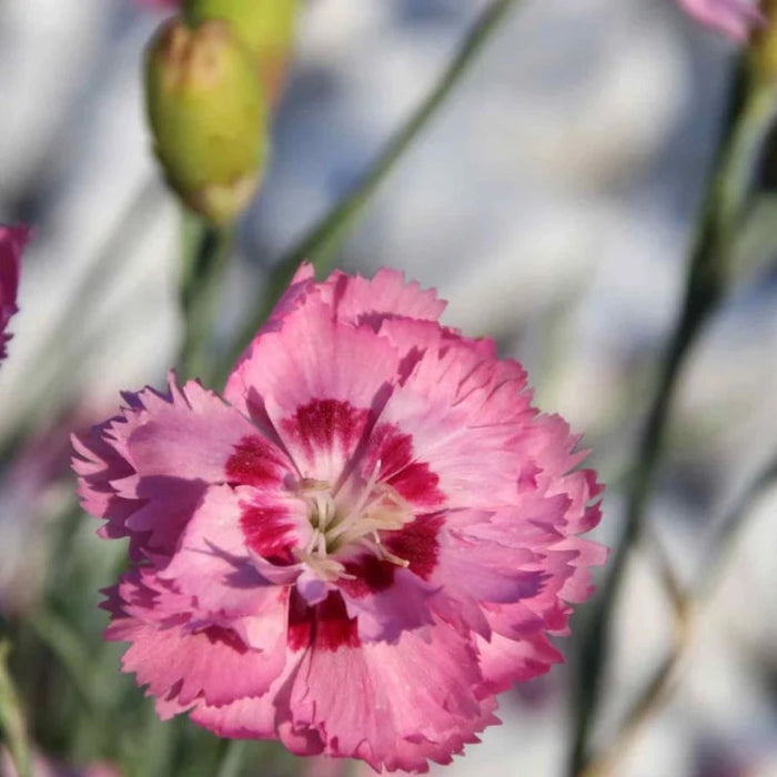 Cottage Pinks Dianthus Flower Seeds - Heirloom Seeds, Chinese Pinks, Fragrant, Pollinator Garden, Edible Flower, Open Pollinated, Non-GMO