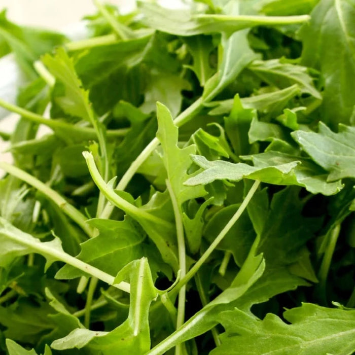 Mizuna Mustard Greens Heirloom Seeds - Fresh Salad, Microgreens, Open Pollinated, Non-GMO
