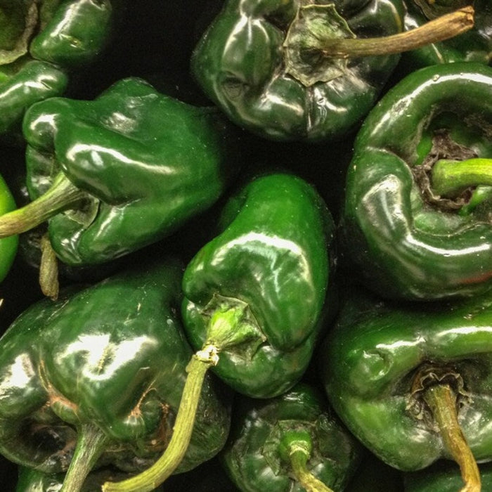 Poblano Ancho Hot Pepper Heirloom Seeds - Chili Rellenos, Mole Poblano, Chili Powder, Roasted Pepper, OP, Non-GMO