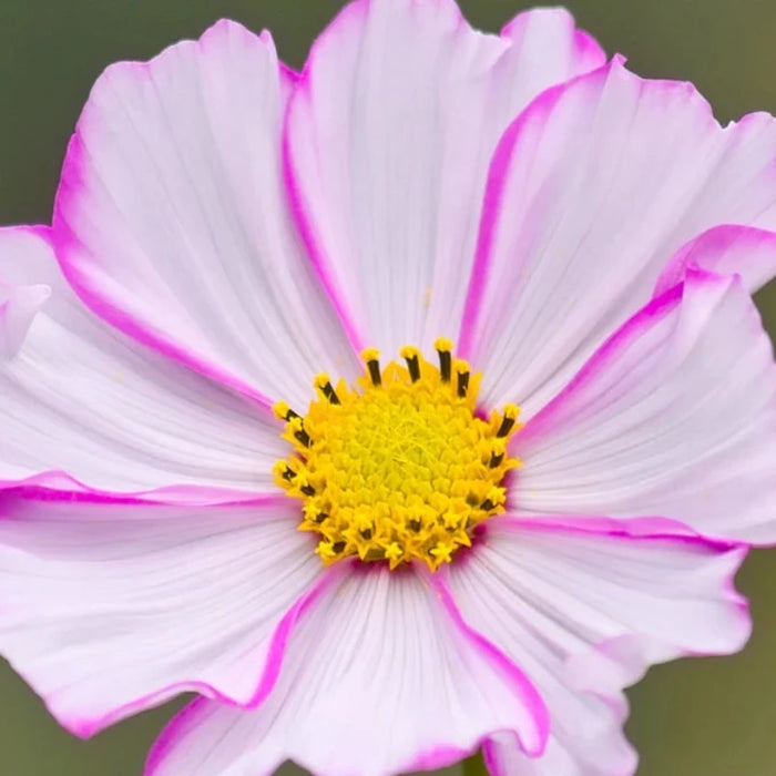Picotee Cosmos Flower Seeds - Heirloom Flowers, Cut Flowers, Butterfly Garden, Pollinator Friendly, Non-GMO