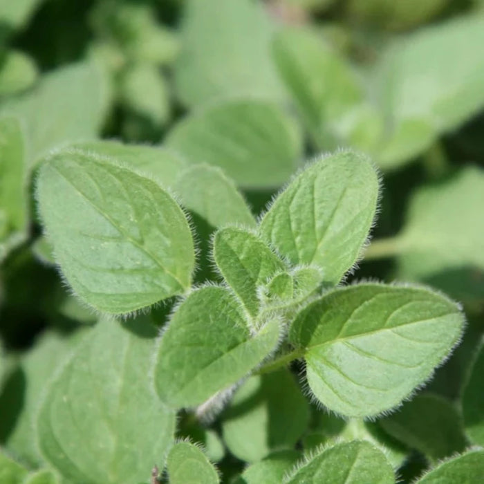 Oregano, Common (Vulgare) Herb Heirloom Seeds - Open Pollinated, Non-GMO