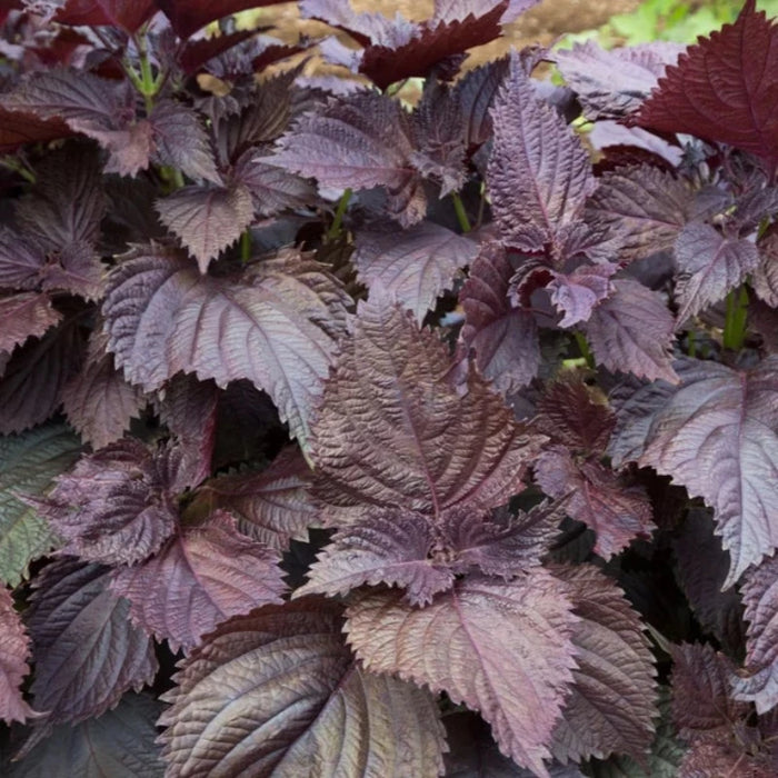 Red Shiso Herb Heirloom Seeds - Non-GMO, Open Pollinated, Untreated