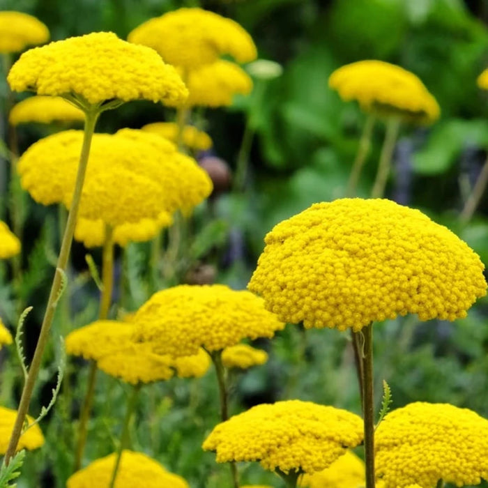 Gold Yarrow Flower Seeds - Heirloom Seeds, Pollinator Garden, Beneficial Bug, Open Pollinated, Non-GMO