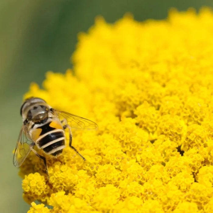 Gold Yarrow Flower Seeds - Heirloom Seeds, Pollinator Garden, Beneficial Bug, Open Pollinated, Non-GMO