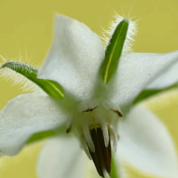 White Borage Seeds Heirloom Seeds, Edible Flower Seeds, Non-GMO