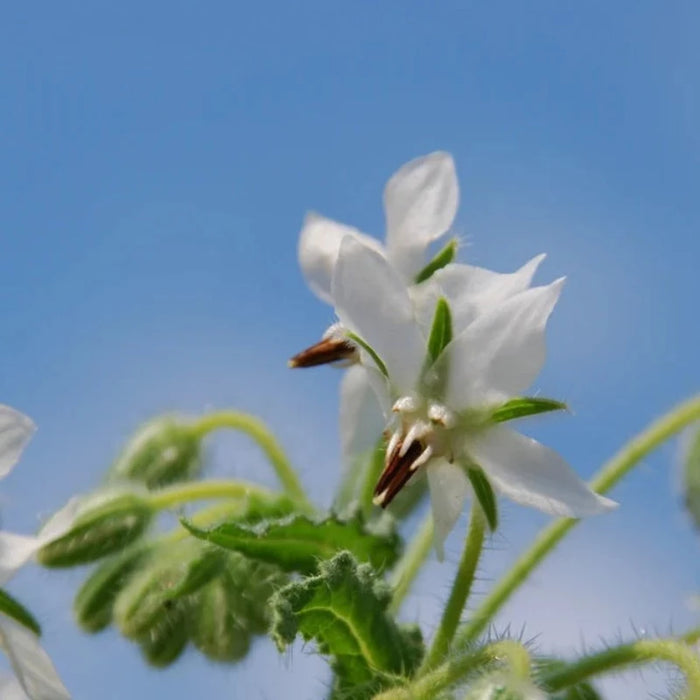 White Borage Seeds Heirloom Seeds, Edible Flower Seeds, Non-GMO
