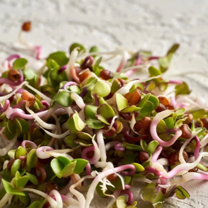 Summercicle Pink Radish Seeds - Heirloom Seeds, Crisp Salad, Cool Weather, Spring or Fall Garden, Microgreens, Sprouting Seeds, Non-GMO