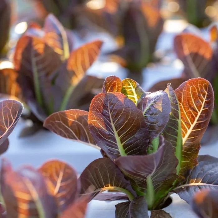 Cimmaron Romaine Lettuce Heirloom Seeds - Heirloom Favorite, Heat Tolerant, Slow Bolting, Open Pollinated, Non-GMO