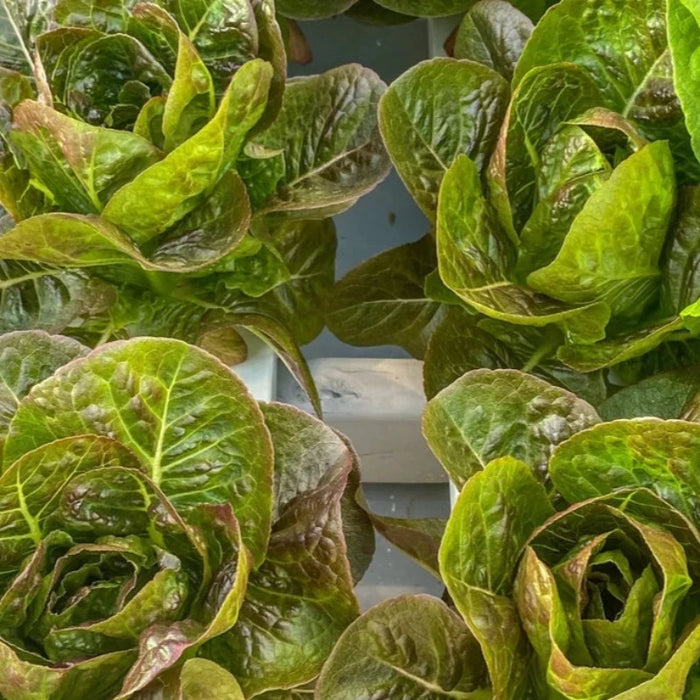 Cimmaron Romaine Lettuce Heirloom Seeds - Heirloom Favorite, Heat Tolerant, Slow Bolting, Open Pollinated, Non-GMO