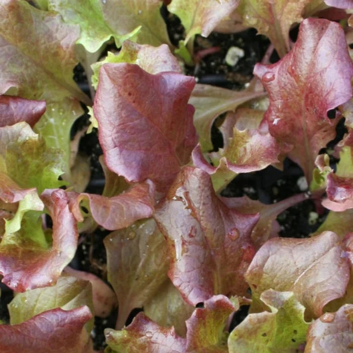 Red Sails Lettuce Heirloom Seeds - AAS Winner, Baby Greens, Short Season, Slow Bolt, Heat Tolerant, Container Garden, OP, Non-GMO