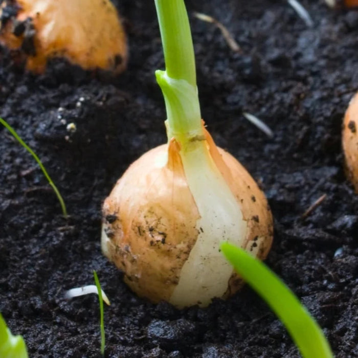 Yellow Sweet Onion Seeds - Heirloom, Organic, Non-GMO