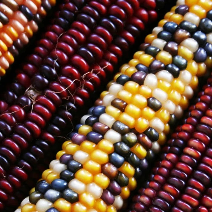 Corn Heirloom Seeds - Ornamental Corn, Heirloom Corn, Flour Corn, Flint Corn, Hominy, Polenta, Open Pollinated, Non-GMO
