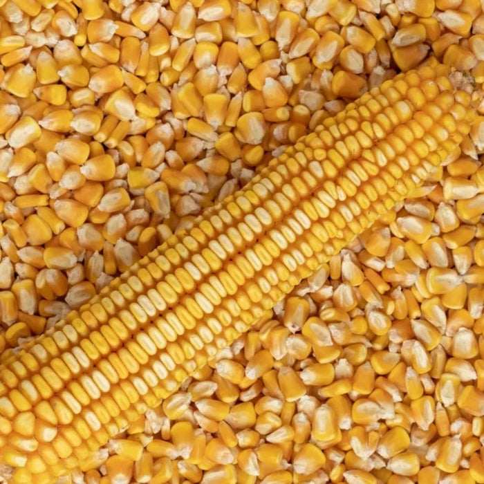 Reid's Yellow Dent Corn Seeds - Heirloom Seeds, Field Corn, Corn Bread, Corn Fritters, Masa, Open Pollinated, Non-GMO
