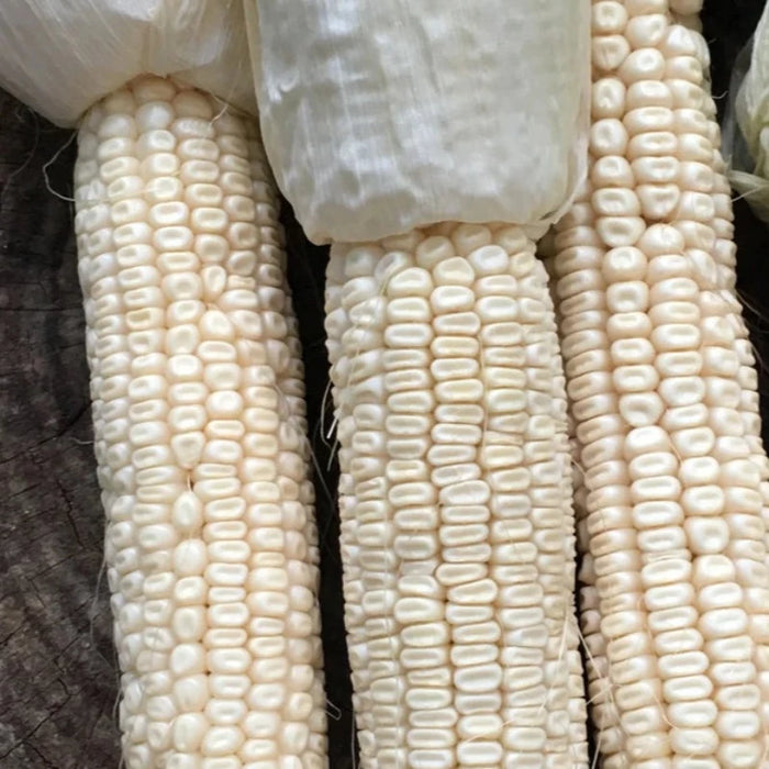 Silvermine White Dent Corn Seeds - Heirloom Seeds, Iowa Silver Mine, Roasting Corn, Open Pollinated, Non-GMO