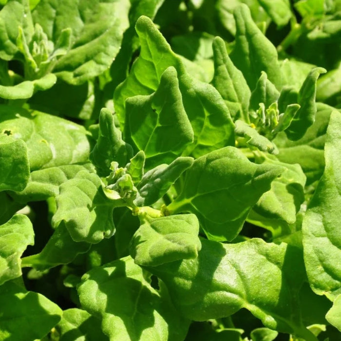 Spinach Heirloom Seeds - Heat Tolerant, Summer Spinach, Slow to Bolt, Fresh Salad Mix, Leafy Greens, Open Pollinated, Non-GMO