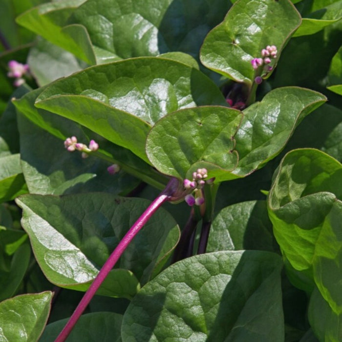 Malabar Red Stem Spinach Heirloom Seeds