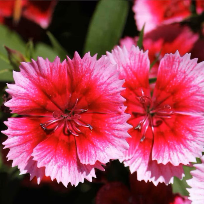 Baby Doll Dianthus Flower Seeds - Heirloom Seeds, Edible Flower Seeds, Ground Cover, Open Pollinated, Non-GMO