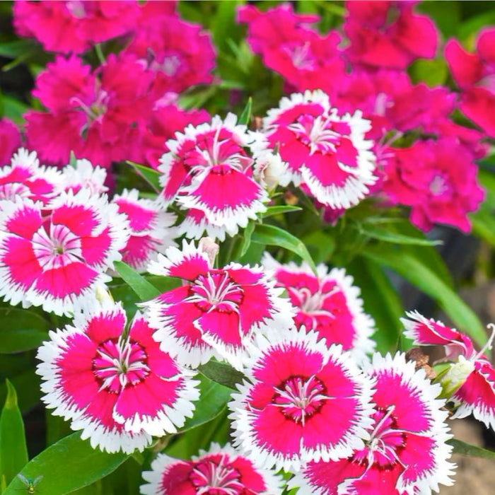 Baby Doll Dianthus Flower Seeds - Heirloom Seeds, Edible Flower Seeds, Ground Cover, Open Pollinated, Non-GMO