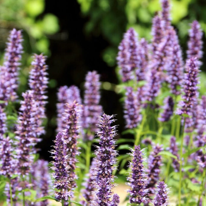 Korean Mint Agastache Flower Seeds - Heirloom Seeds, Blue Licorice, Indian Mint, Chinese Patchouli, Korean Hyssop, Open Pollinated, Non-GMO