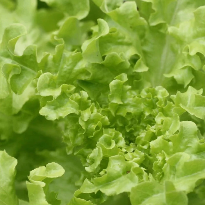 Tango Leaf Lettuce Seeds - Heirloom Seeds, Oakleaf Lettuce, Container Garden, Cold Tolerant, Open Pollinated, Non-GMO