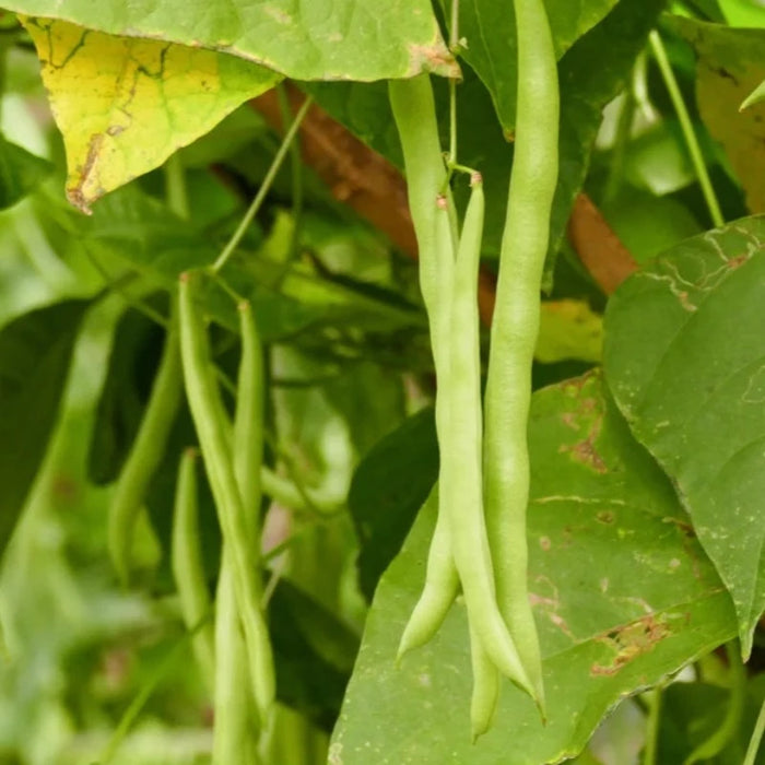 Slenderette Bush Bean Seeds - Heirloom Seeds, Stringless Bean Seeds, High Yield, Easy To Grow, Open Pollinated, Non-GMO