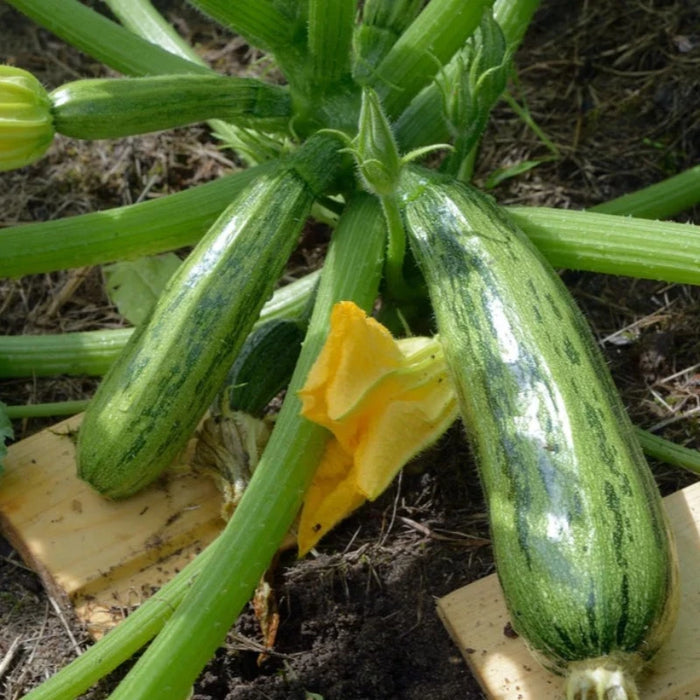 Squash Seeds - Heirloom Seeds, Cocozelle Squash, Early Prolific, Bush Squash, Grilled Squash, Open Pollinated, Non-GMO