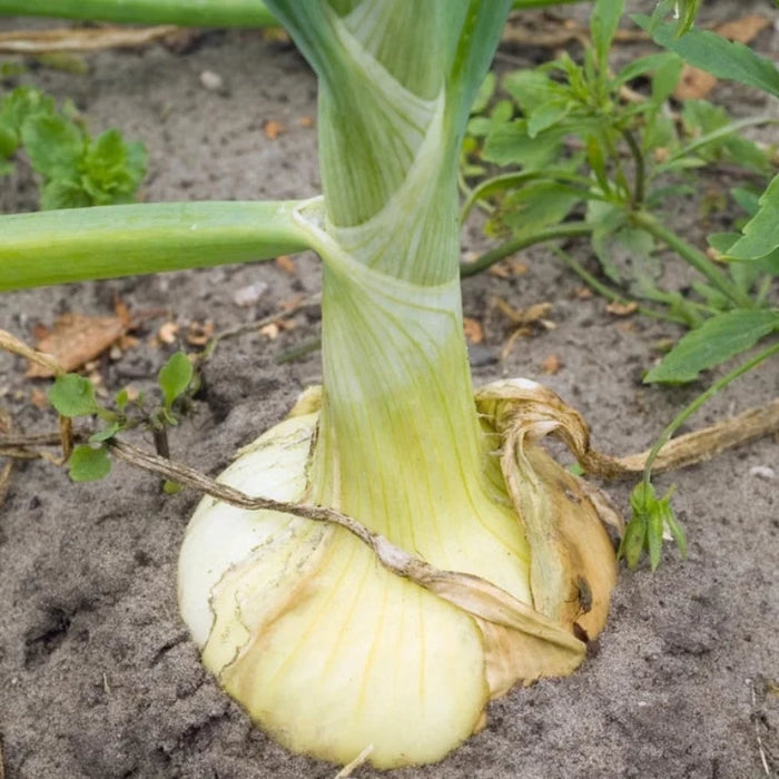 Yellow Sweet Onion Seeds - Heirloom, Organic, Non-GMO