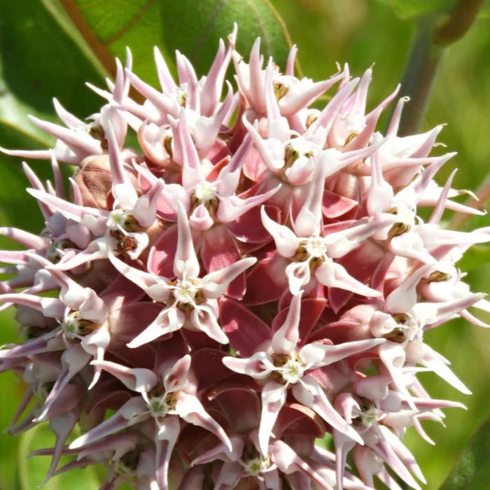 Milkweed Seeds - Heirloom Seeds, Flower Seeds, Ascelpias Speciosa, Pollinator Garden, Monarch Garden, Native Wildflower, Non-GMO