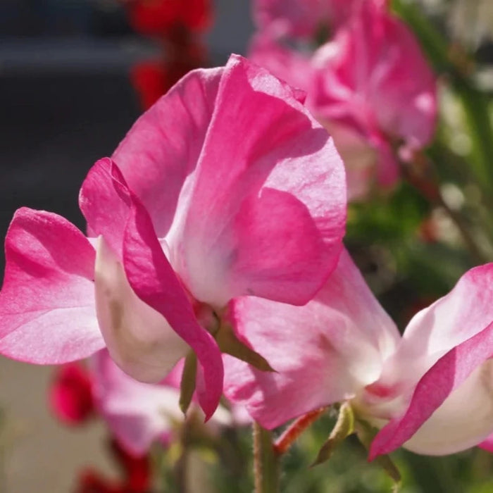 Sweet Pea, Cupid Pink Dwarf Flower Seeds - Heirloom Seeds, Flower Seeds, Fragrant Flower, Pollinator Garden, Open Pollinated, Non-GMO