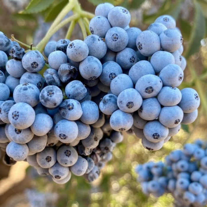 Blue Elderberry Seeds - Heirloom Seeds, Sambucus Caerulea, Plant, Fruit Seeds, Open Pollinated, Non-GMO