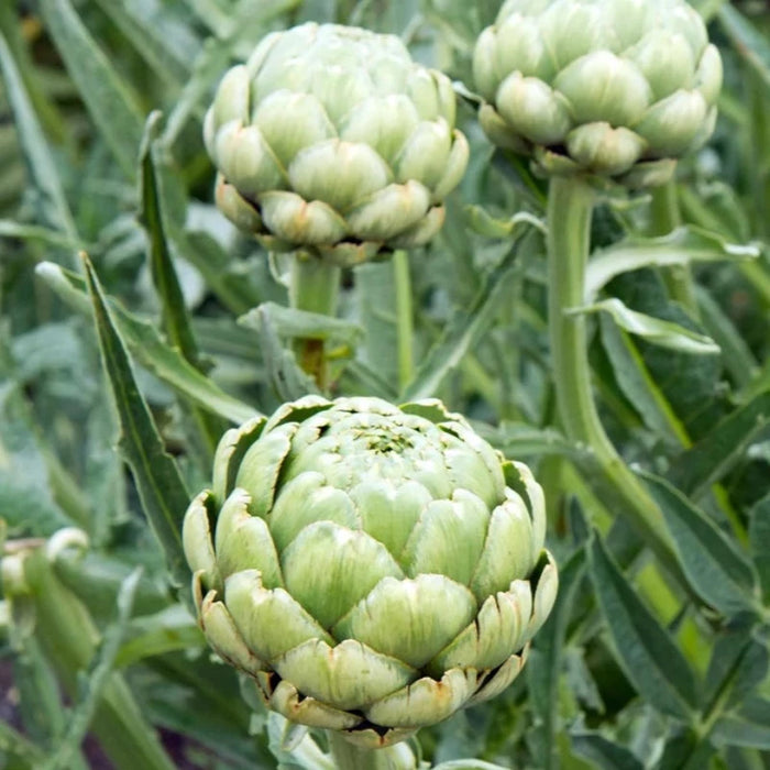 Artichoke, Green Globe Seeds - Heirloom Seeds, Artichoke Seeds, Cynara Cardunculus, Vegetable Seeds, Open Pollinated, Non-GMO