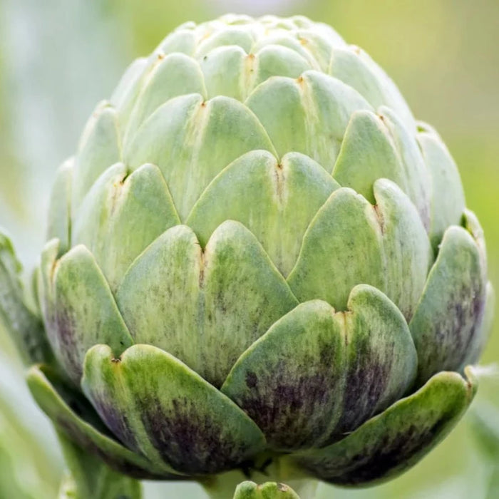 Artichoke, Green Globe Seeds - Heirloom Seeds, Artichoke Seeds, Cynara Cardunculus, Vegetable Seeds, Open Pollinated, Non-GMO