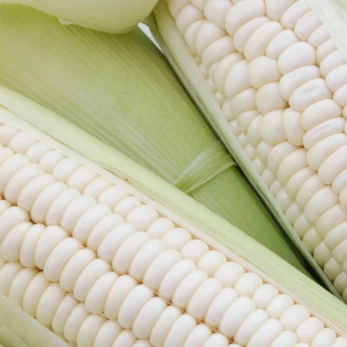 White Dent Corn Seeds - Heirloom Seeds, Early Boone County White, Iowa Silver Mine, Roasting Corn, Open Pollinated, Non-GMO