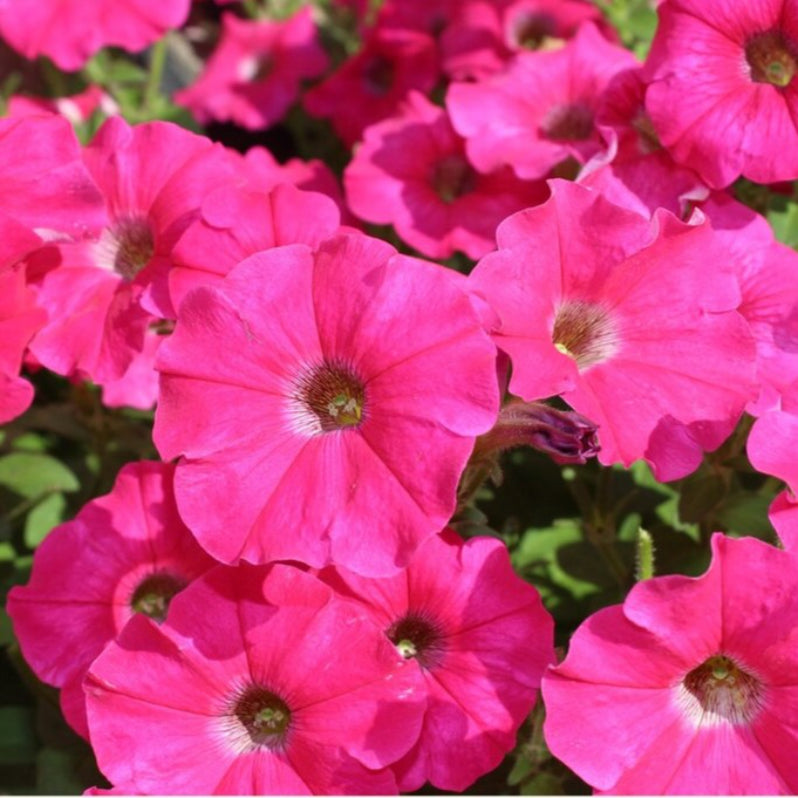 Petunia Flower Seeds, Dwarf Mix - Heirloom Seeds, Flower Seeds, Pollin ...