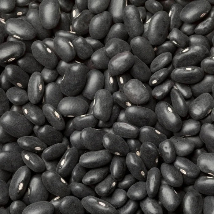 Black Turtle Bush Bean Seeds - Heirloom Seeds, Bush Bean, High Yield, Chili Bean, Soup Bean, Open Pollinated, Untreated, Non-GMO
