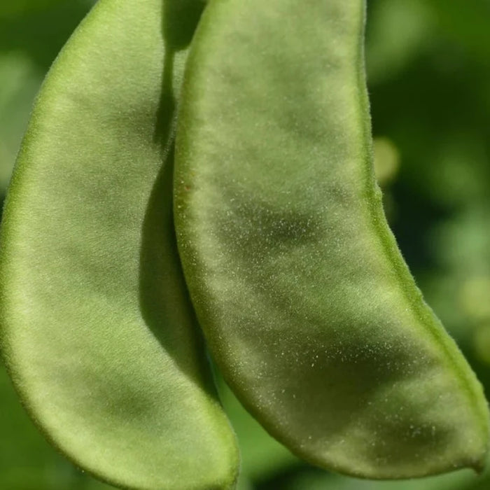 Lima Bean, Fordhook 242 Bean Seeds - Heirloom Seeds, Butter Beans, Bush Bean, Open Pollinated, Untreated, Non-GMO
