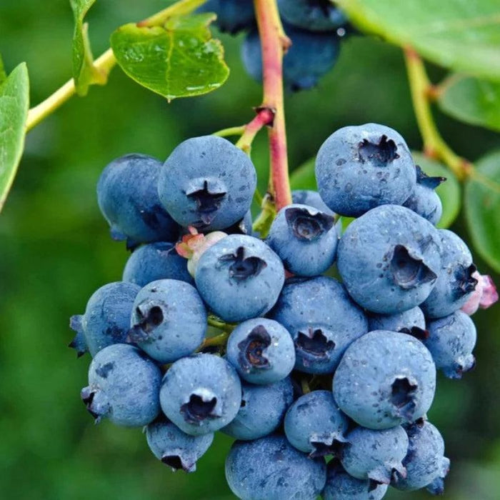 Blueberry Highbush Seeds - Heirloom Seeds, Bluecrop Blueberry, Duke Blueberry, Plant, Open Pollinated, Non-GMO