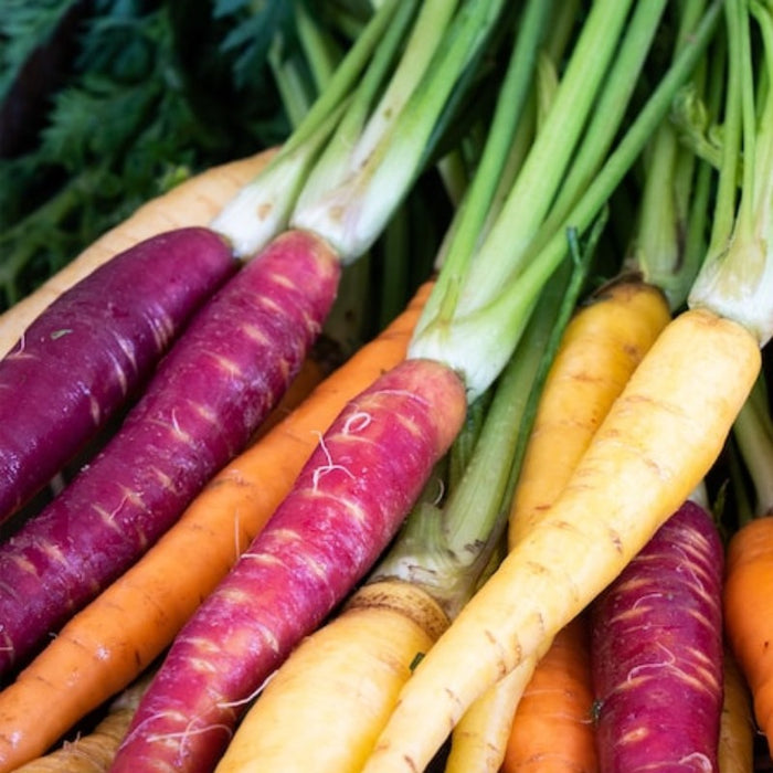 Rainbow Carrot Heirloom Seeds - Atomic Red, Bambino Orange, Lunar White, Solar Yellow, Rainbow Blend, Non-GMO