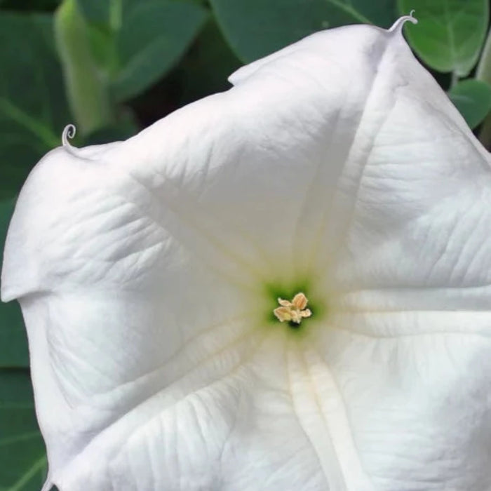 Moonflower Heirloom Flower Seeds - Moon Vine, Night Blooming, Morning Glory, Non-GMO