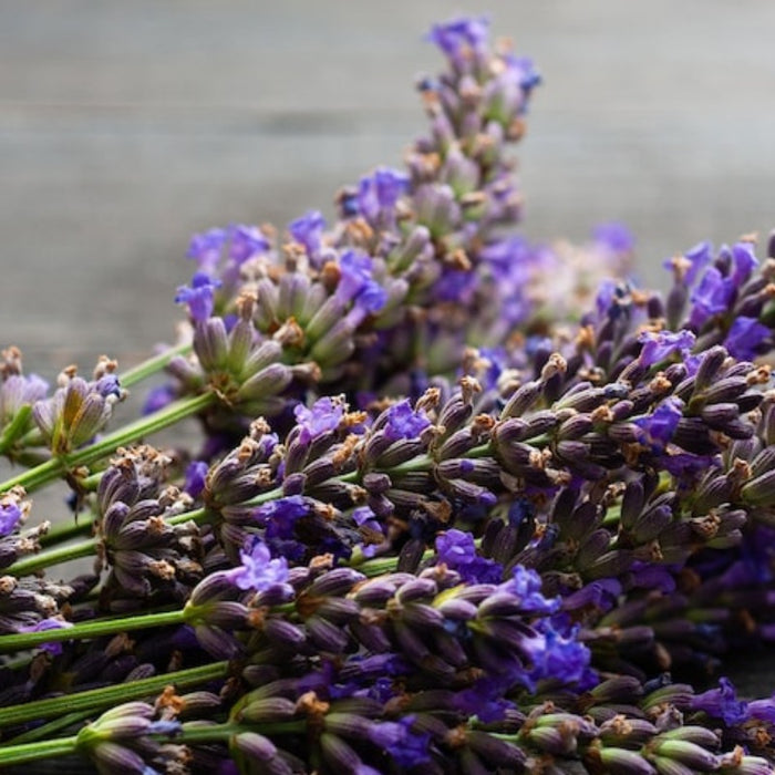 Lavender Heirloom Herb Seeds