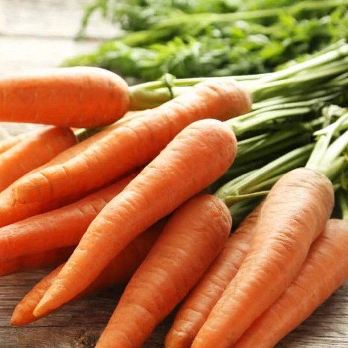 Danvers 126 Carrot Heirloom Seeds - Rainbow Carrot, Easy to Grow, Open Pollinated, Non-GMO