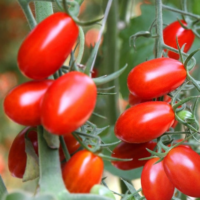 Roma Tomato Heirloom Seeds - Paste Tomato, Seed Packet, Non-GMO, Open Pollinated