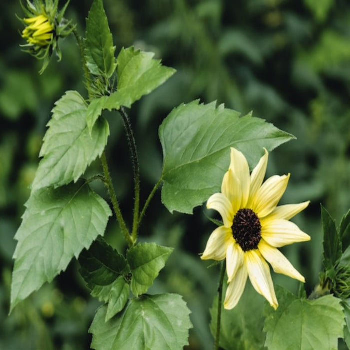 Ice Cream Sunflower Heirloom Seeds-Perennial Sunflower, Seed Packets, Flower Seeds, Non GMO, Open Pollinated