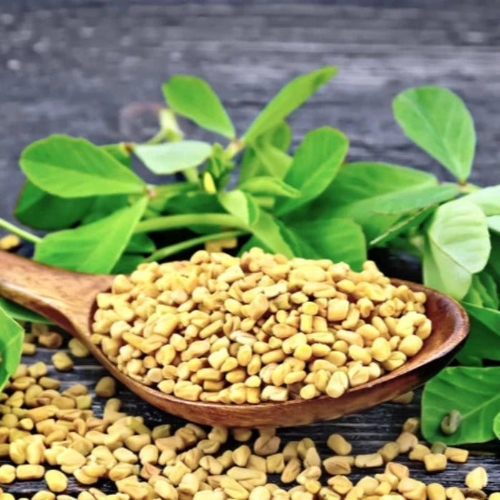 Fenugreek Heirloom Herb Seeds - Culinary Herb, Non-GMO, Open Pollinated