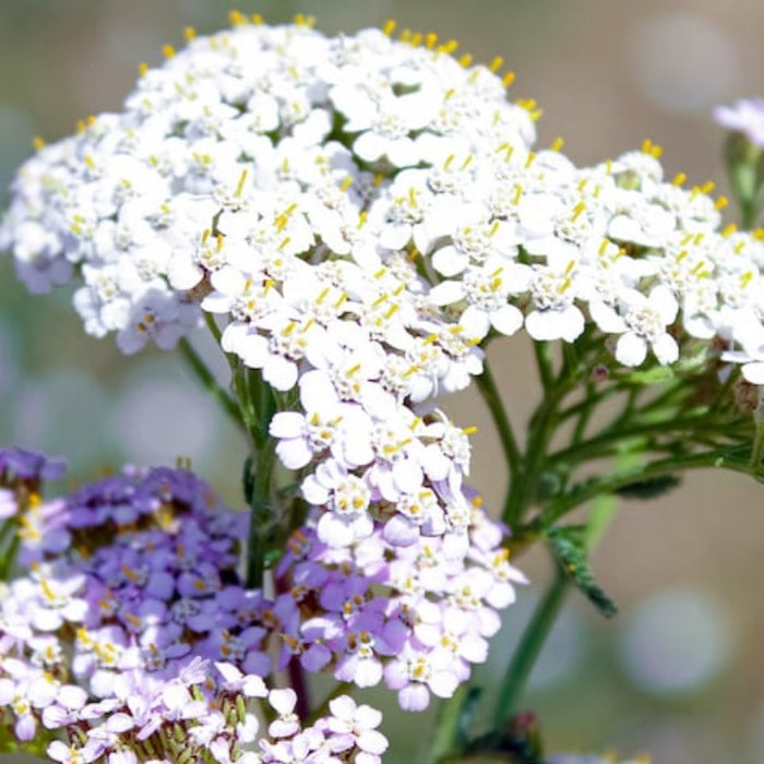 White Yarrow Herb Seeds - Gardens Beauty and Herbal Use