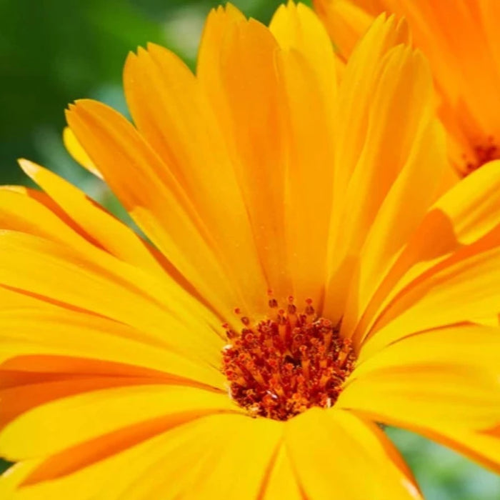 Calendula, Ball's Orange Heirloom Seeds, Flower Seeds