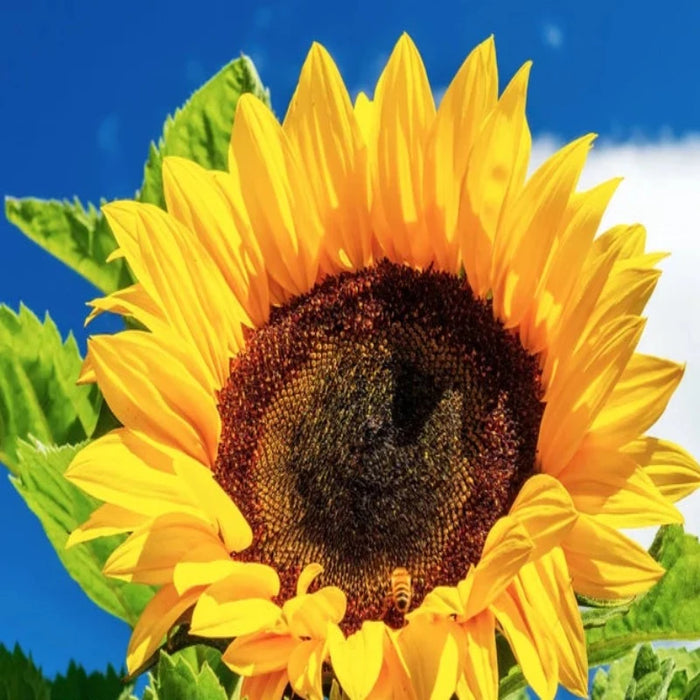 Black Oil Sunflower Heirloom Seeds - Flower Seeds, Open Pollinated, Non-GMO