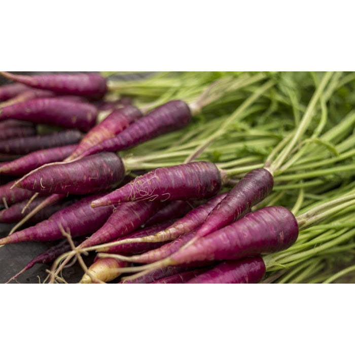 Cosmic Purple Carrot Heirloom Seeds