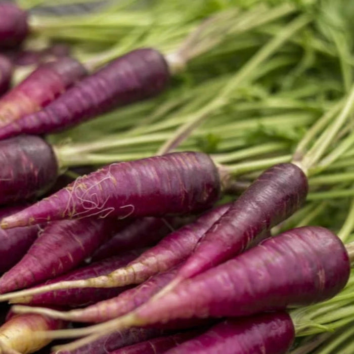 Cosmic Purple Carrot Heirloom Seeds - Danver's Carrot, Purple Carrot Seeds, Beta-Carotene, Anthocyanins, Open Pollinated, Non-GMO